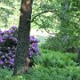 Rhododendron Impressionen